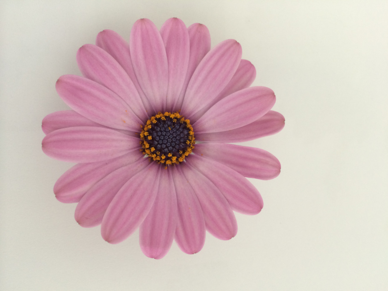 IMG_0091- Pink Cuberdon