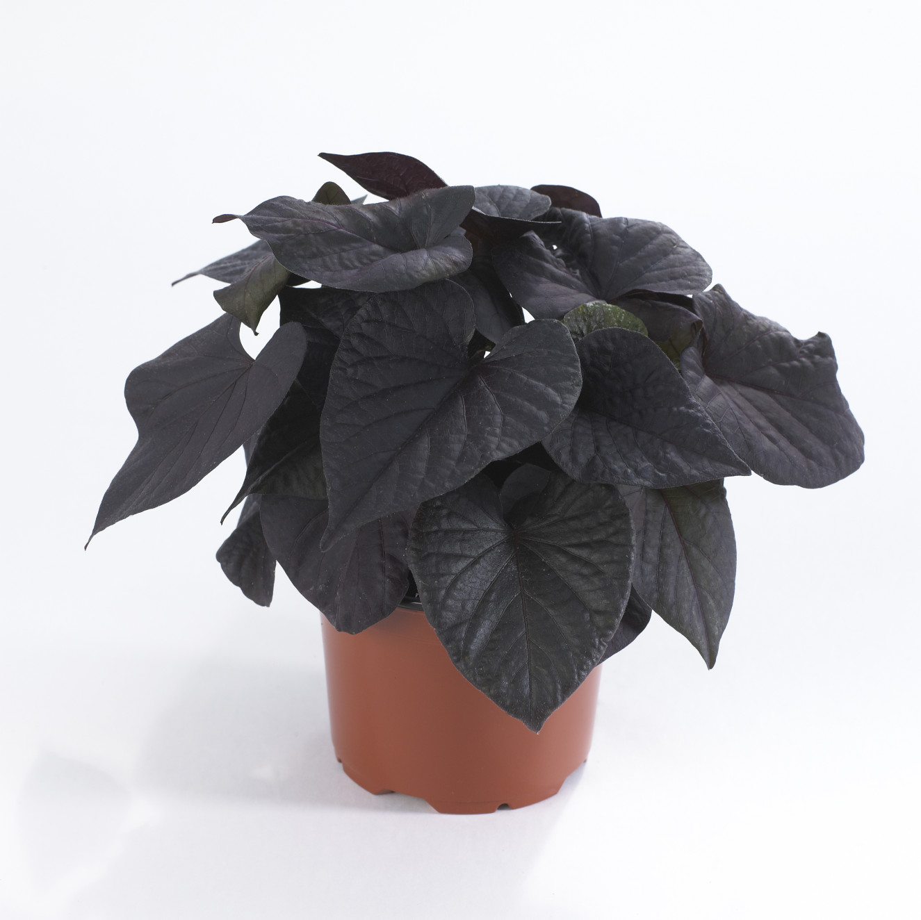 Ipomoea black