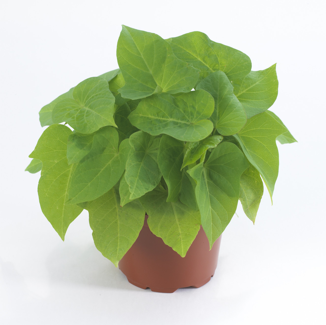 Ipomoea