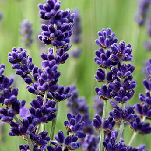 Lavandula Imperial Gem
