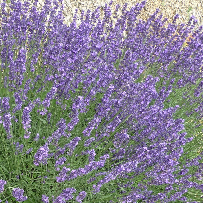 Lavandula Intermedia Dutch