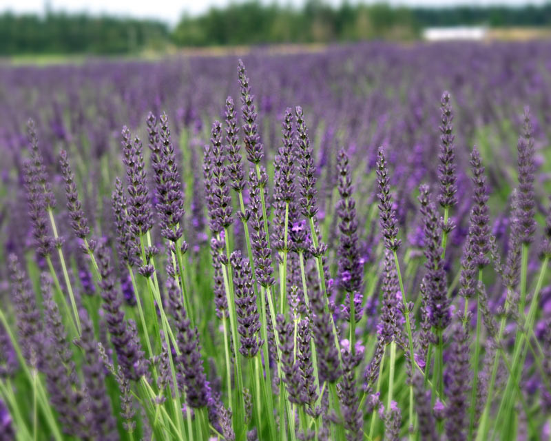 Lavandula Intermedia Grosso