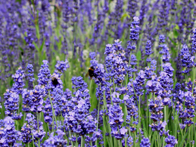 Lavandula Melissa Lilac