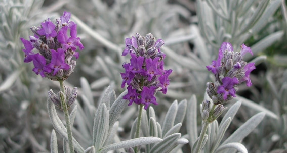 Lavandula Richard Grey