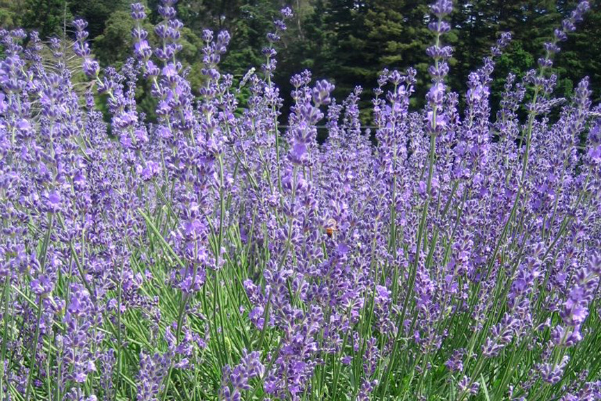 Lavandula Twickle Purple