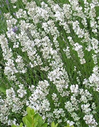 Lavandula intermedia Edelweis