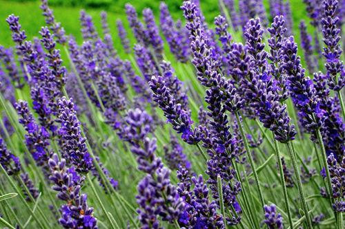 Lavandula_munstead_Strain