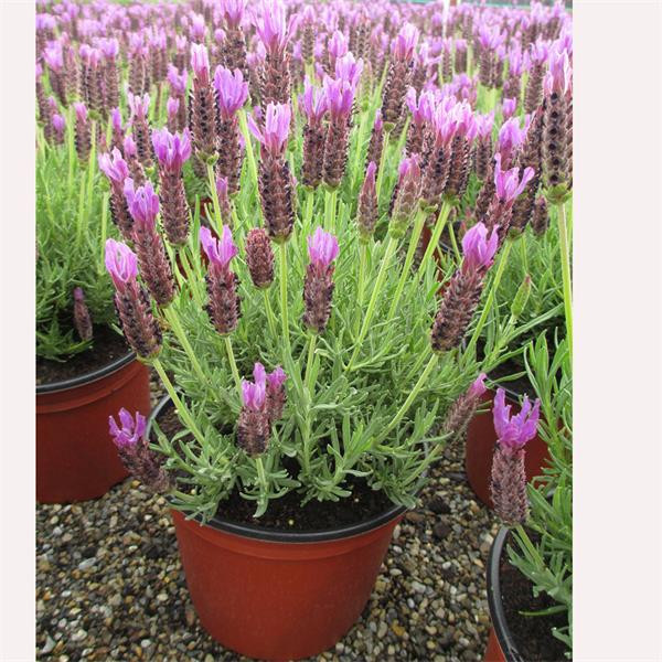 Lavendel Lusitanica