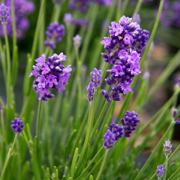Lavender-Thumbelina-Leigh-web