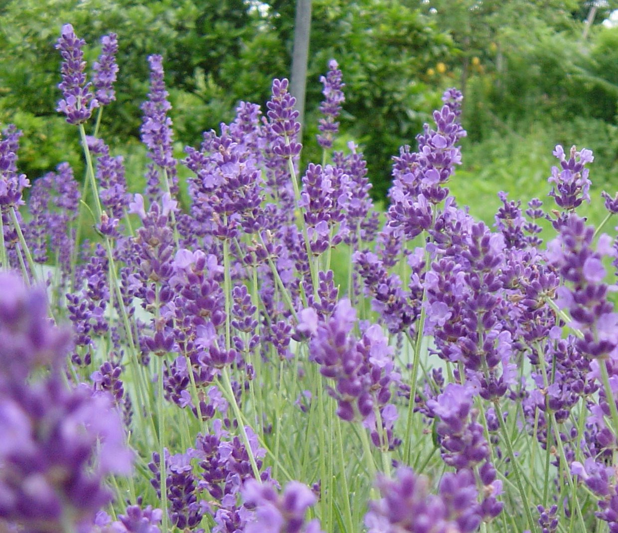Lavendula angustifolia Hidcote Blue