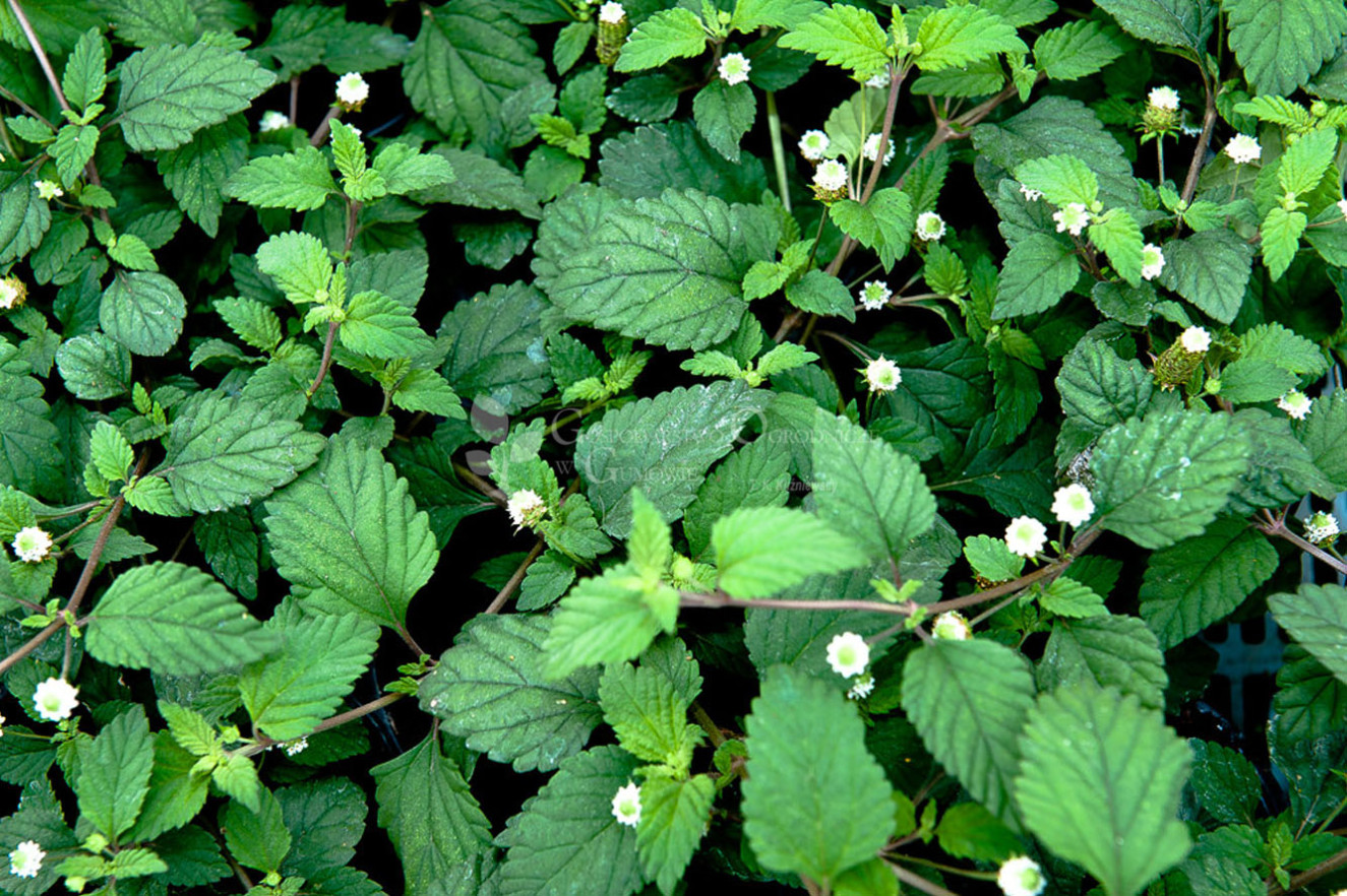 Lippia Dulcis