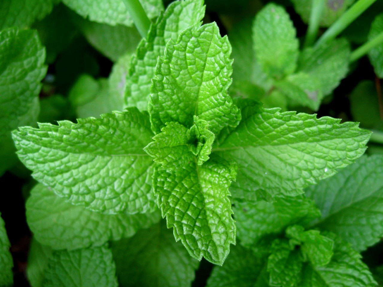 Mentha Piperita