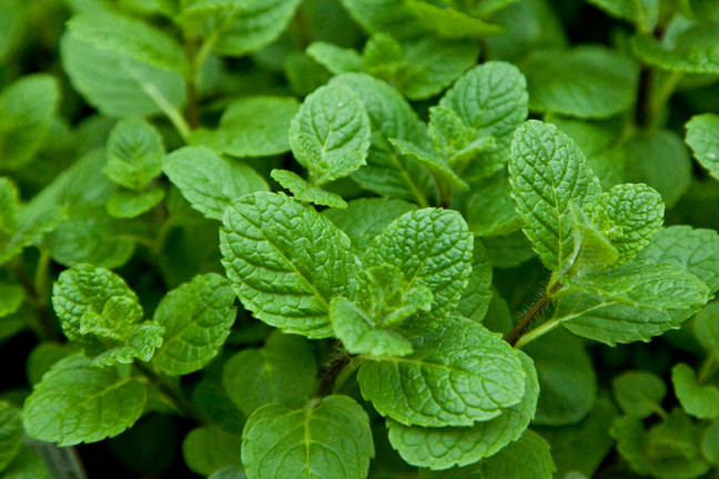 Mentha Suaveolens Apple Mint