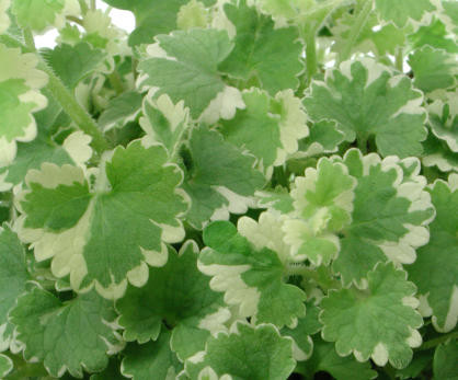 Nepeta hederacea variegata