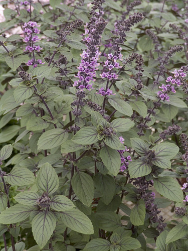 Ocimum Magic Mountain
