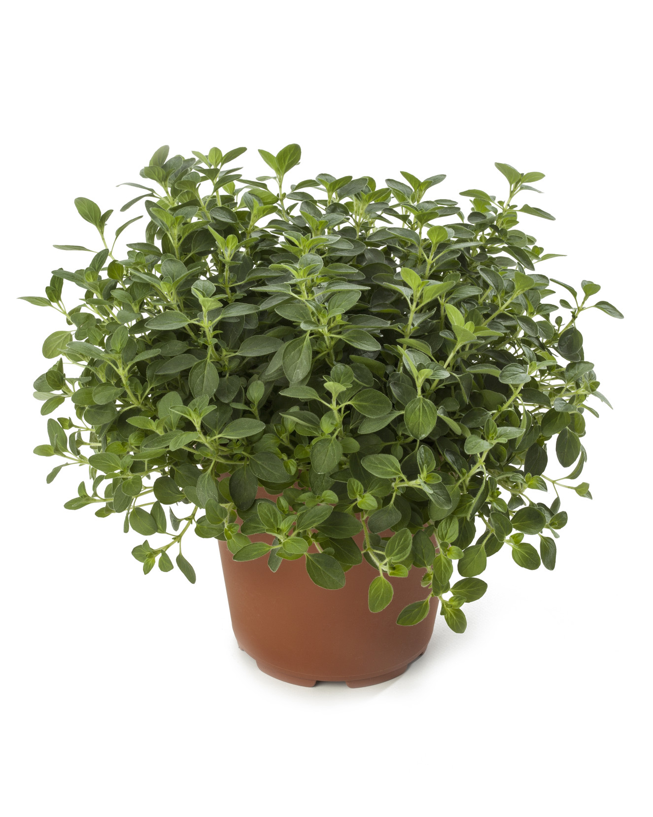 Origanum Vulgare Compactum_LD121014-021