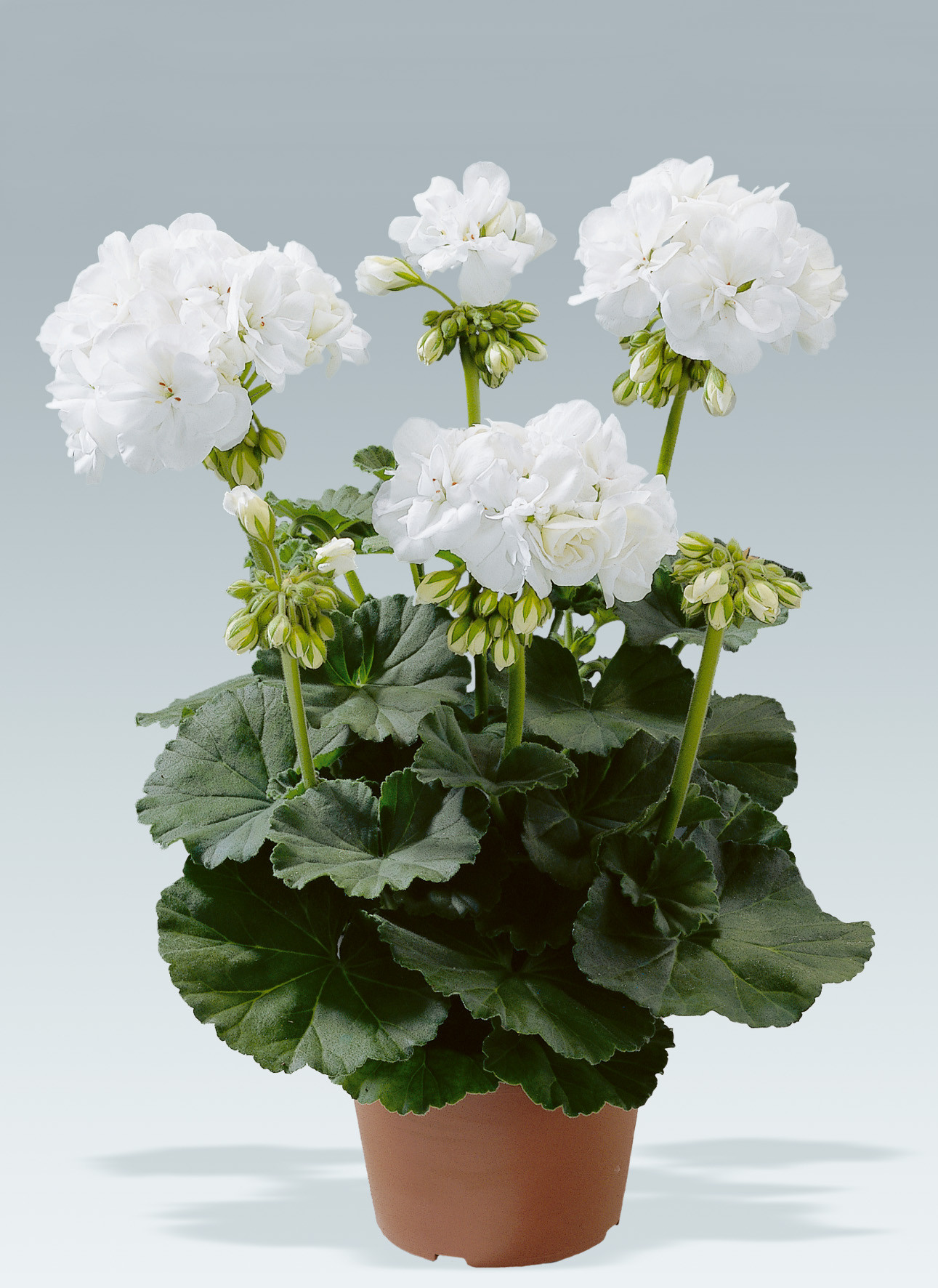 PAC Blanca