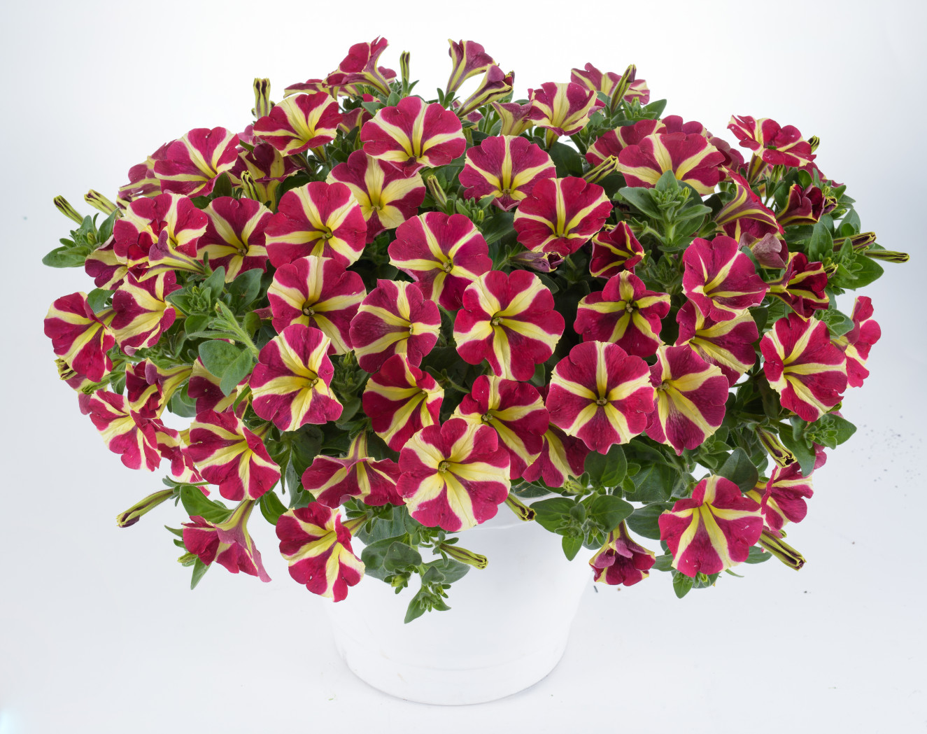 Petunia Amore Queen of HeartsPE-14-9469-q of hearts-409-Edit