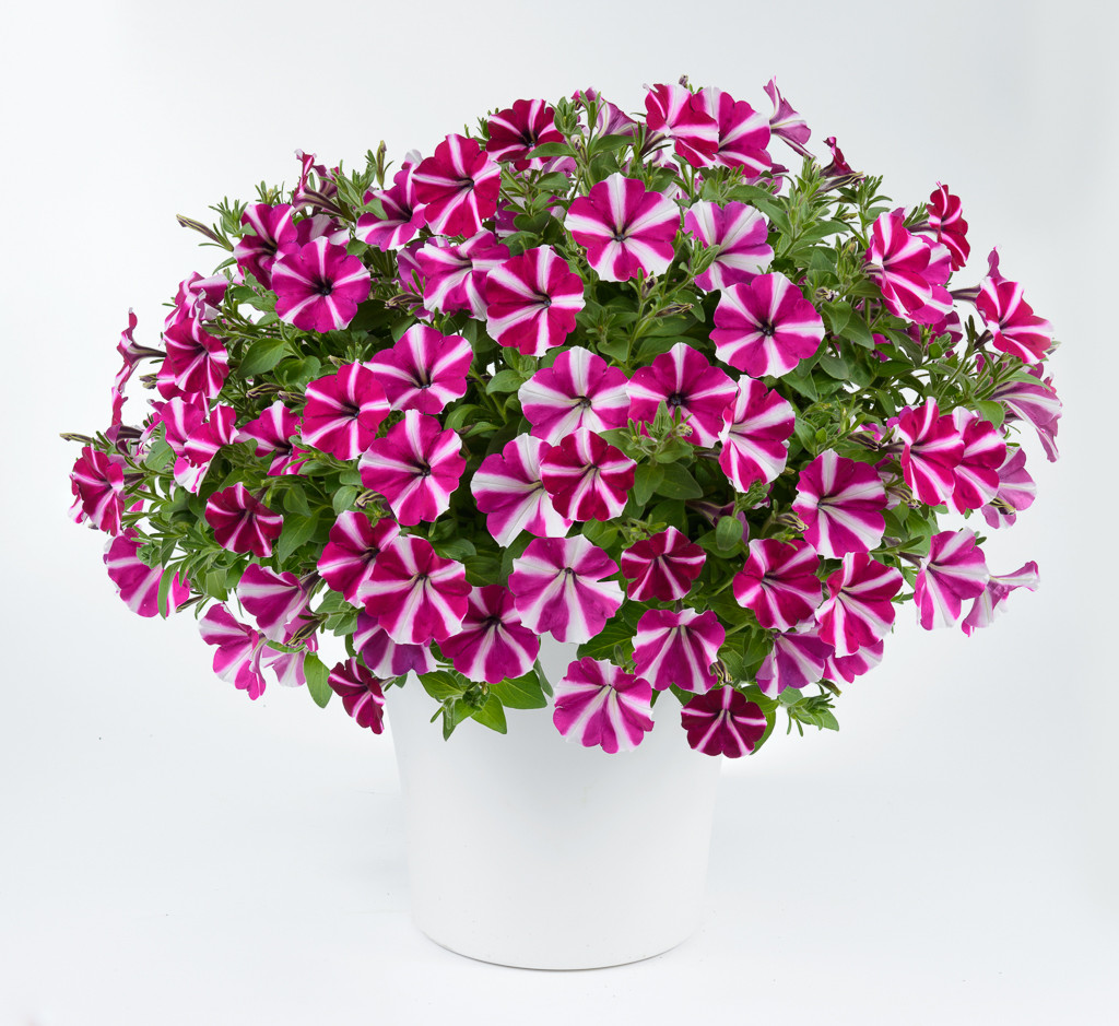 Petunia Amore' Joy amore joy-728-Edit-Edit.jpg