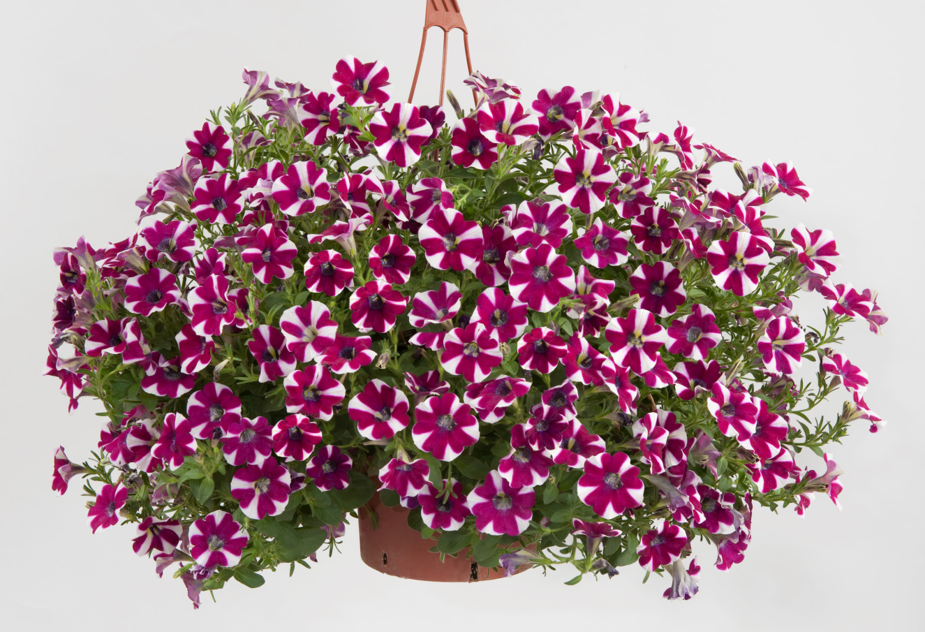 Petunia- Cascadias Bicolor Cabernet