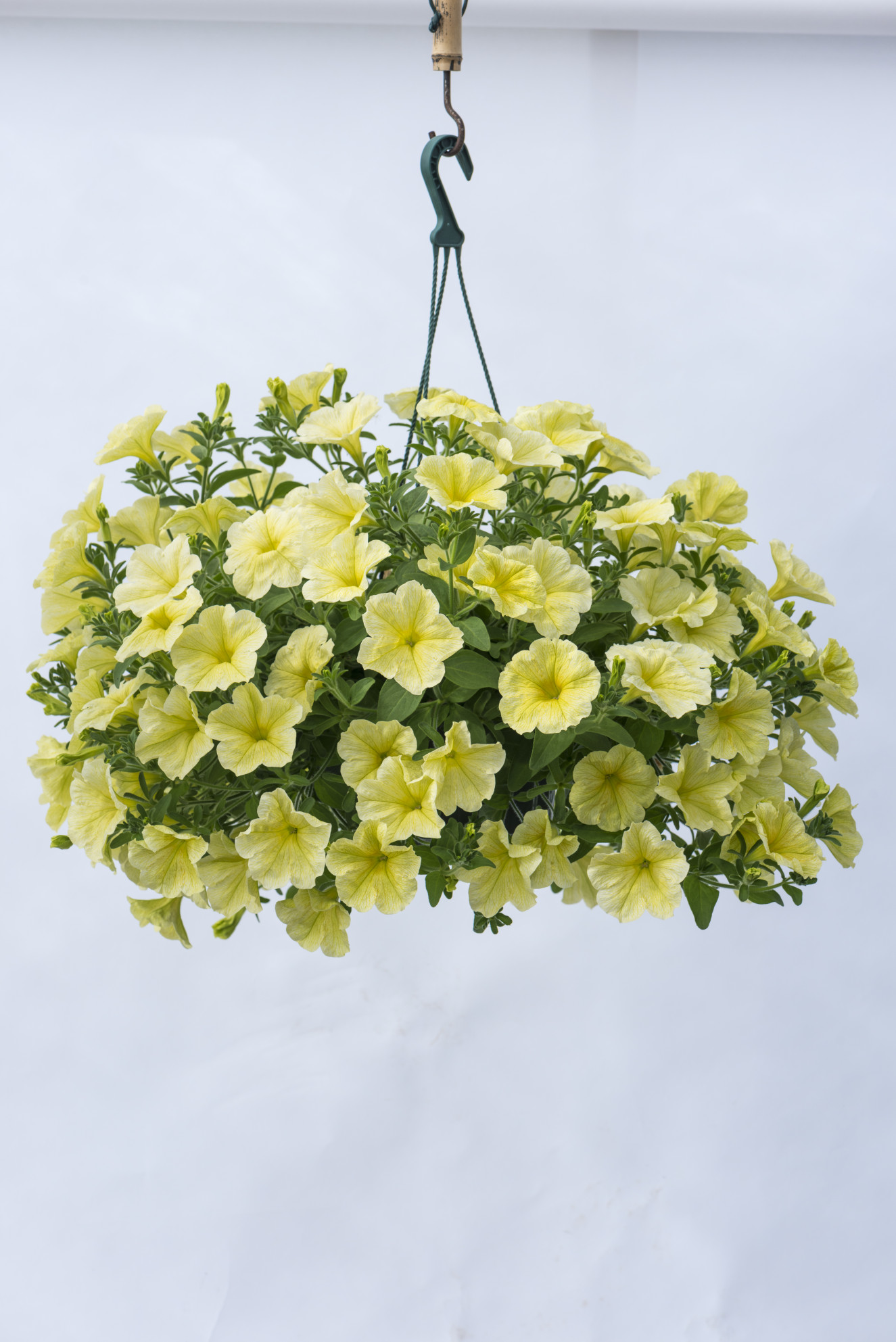 Presto Yellow 10-168-2_13A7688