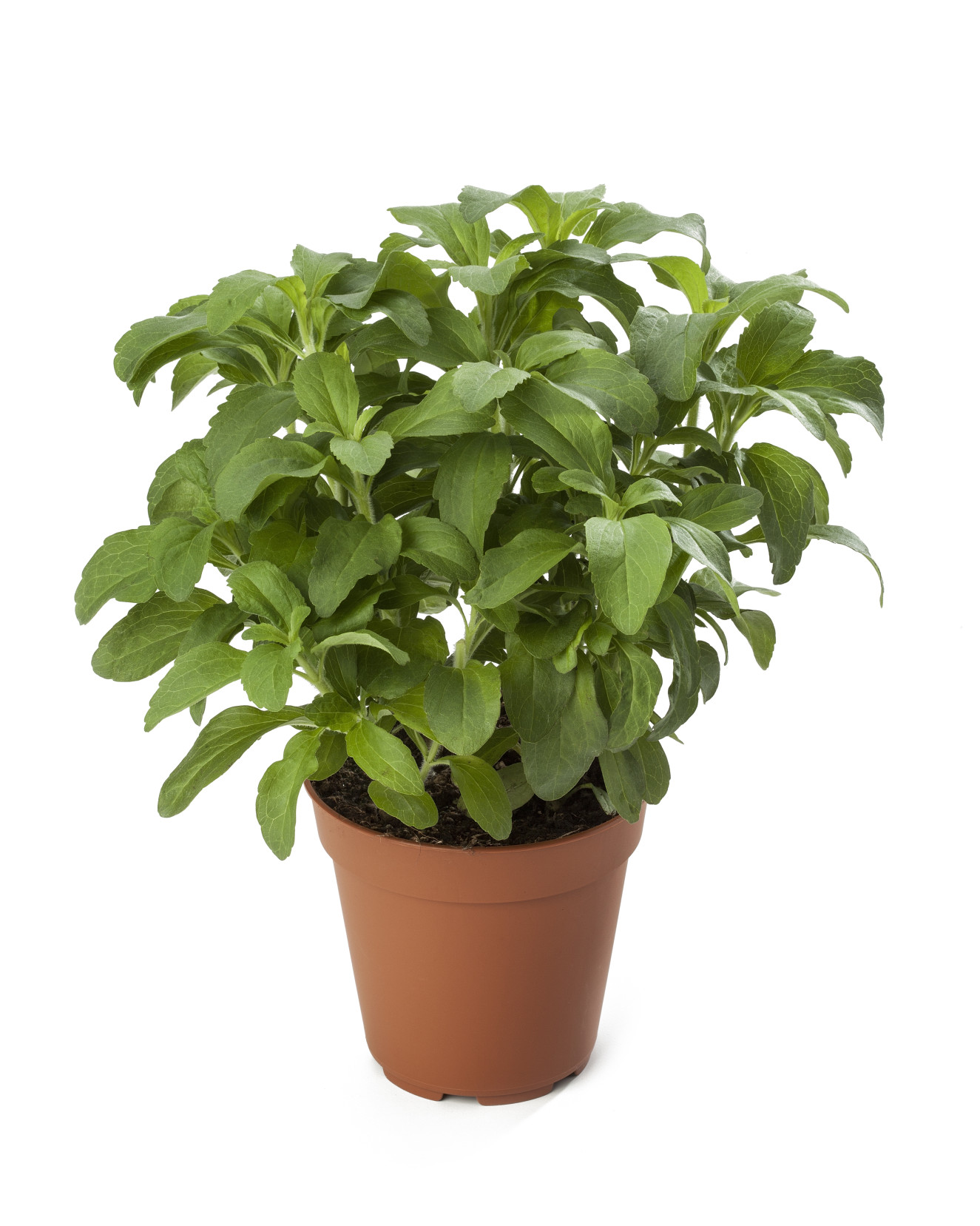 Rebaudiana_LD121014-001