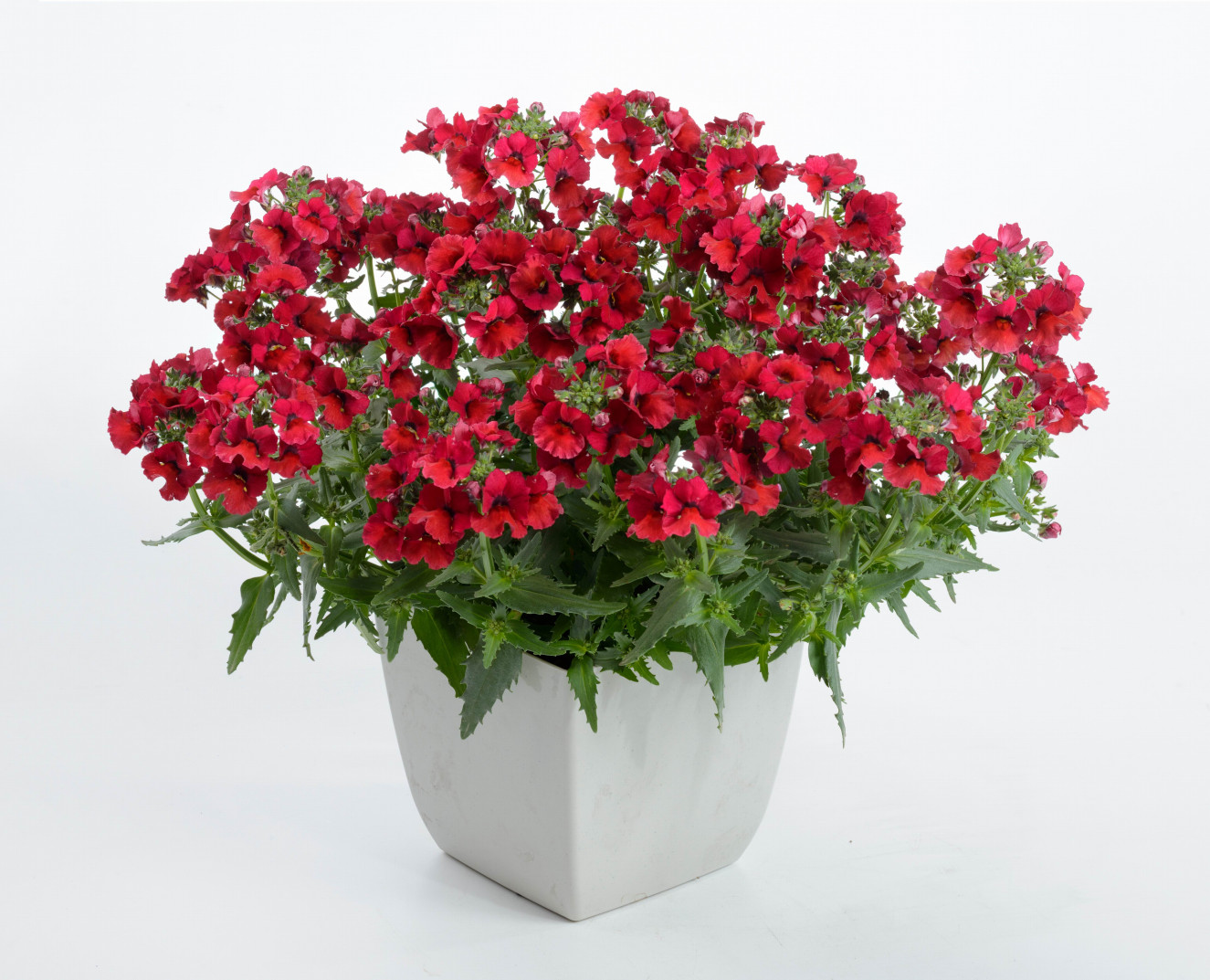 Resize of Nesia™ Burgundy NE 12-2067-106-Edit-2.jpg