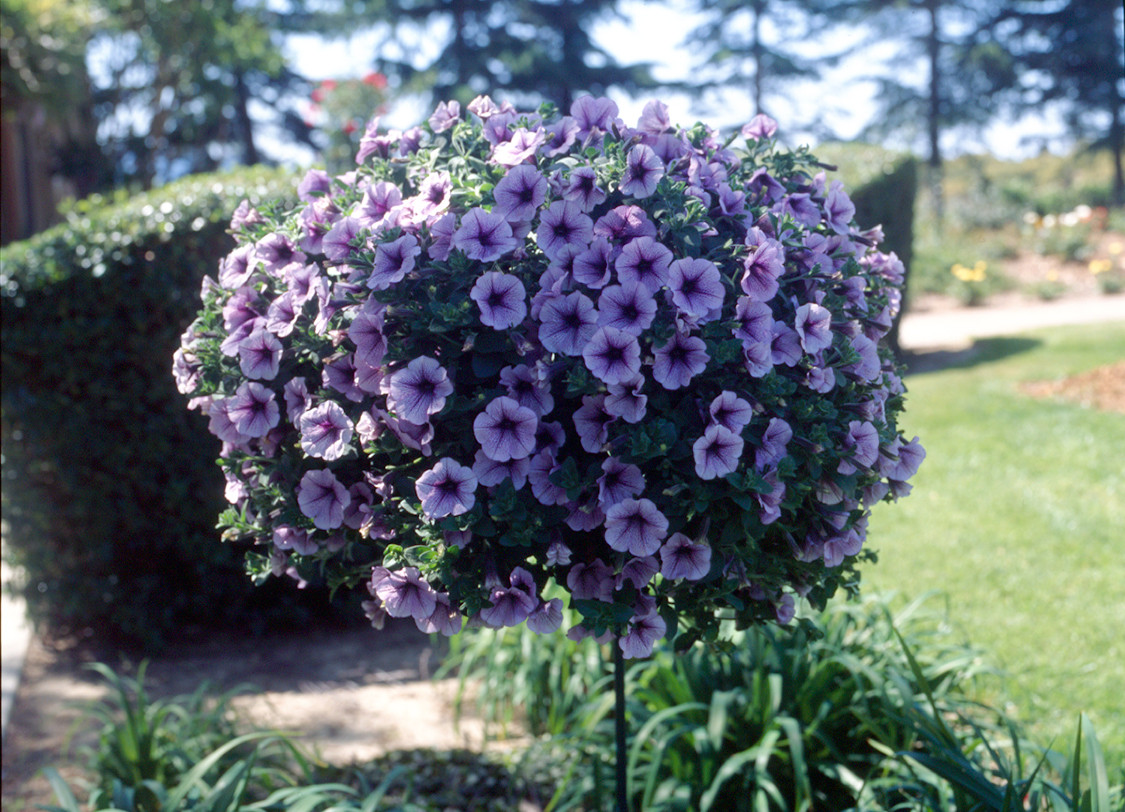 SURFINIA Compact Purple Vein