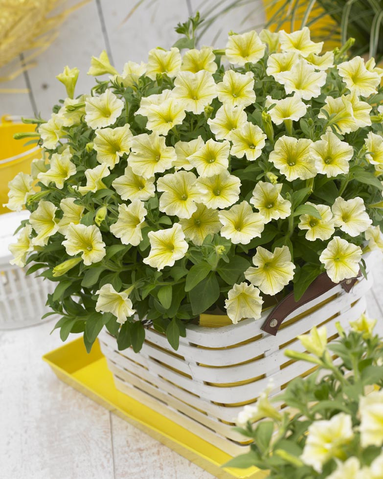 SURFINIA YELLOW NO 2358 PIC 2 LOW RESO