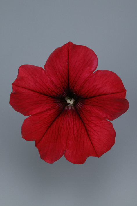 SURFINIA Table Dark Red