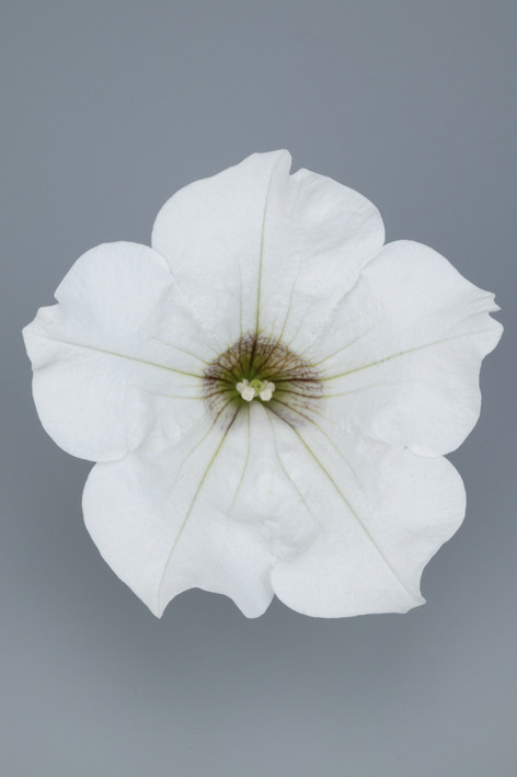 SURFINIA White