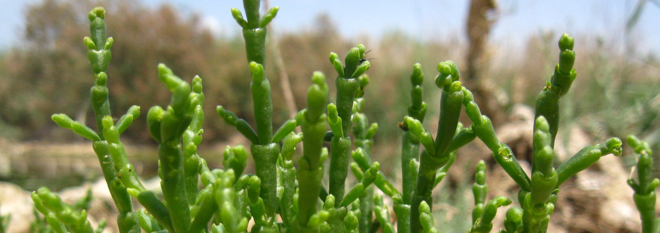 Salicornia_europaea_leaves