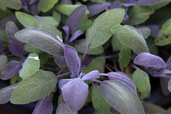 Salvia Officinalis Purparescens