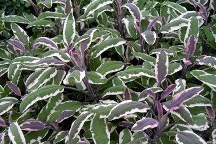 Salvia officinalis tricolor