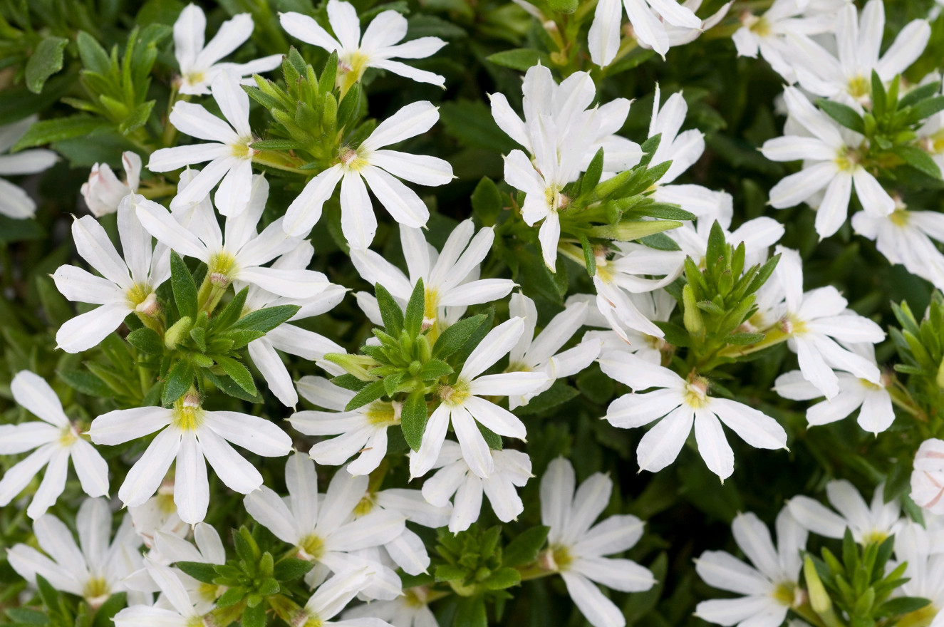 Scaevola White Blessing - NEW