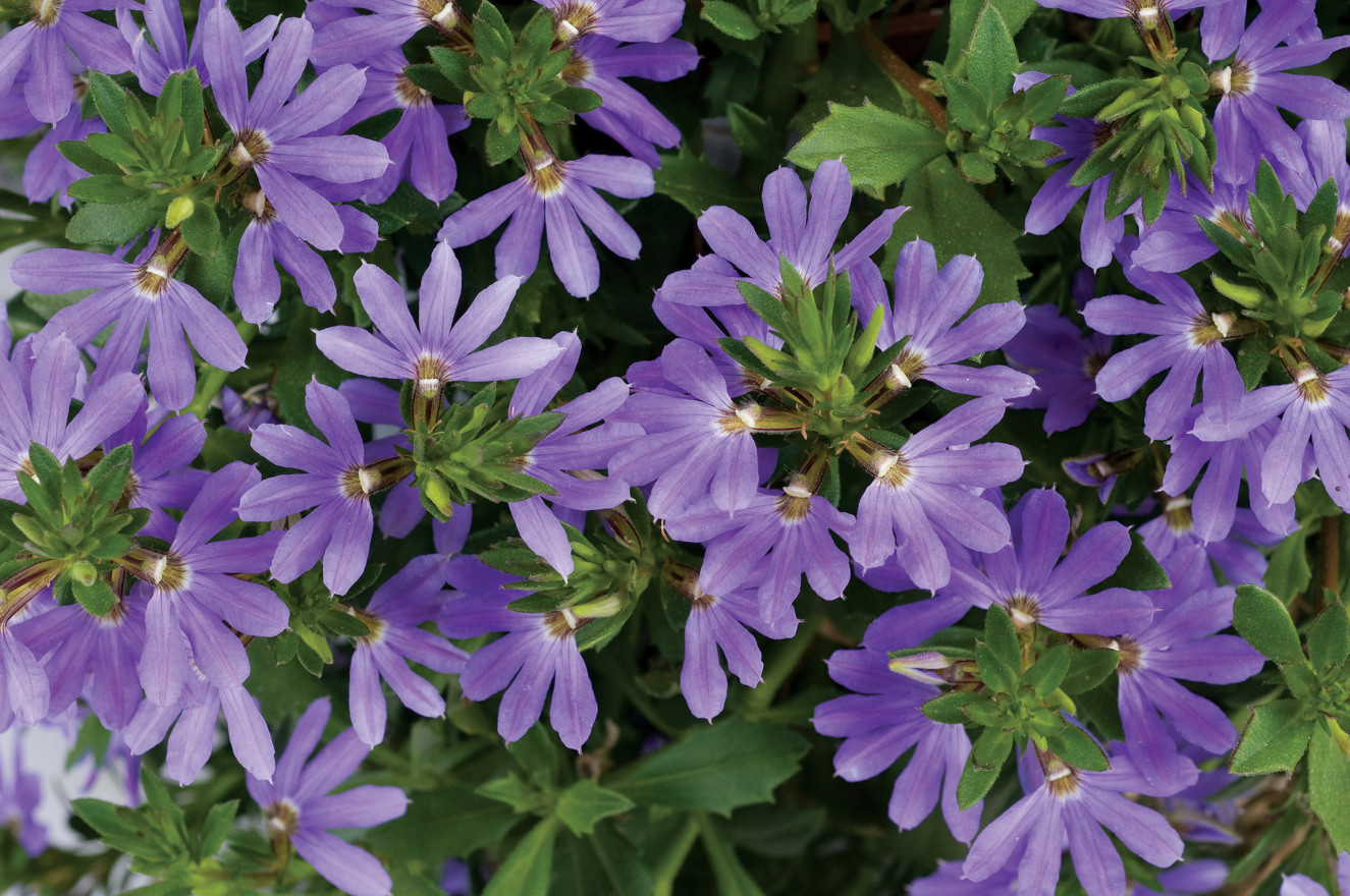 Scaevola_Blue_Sea