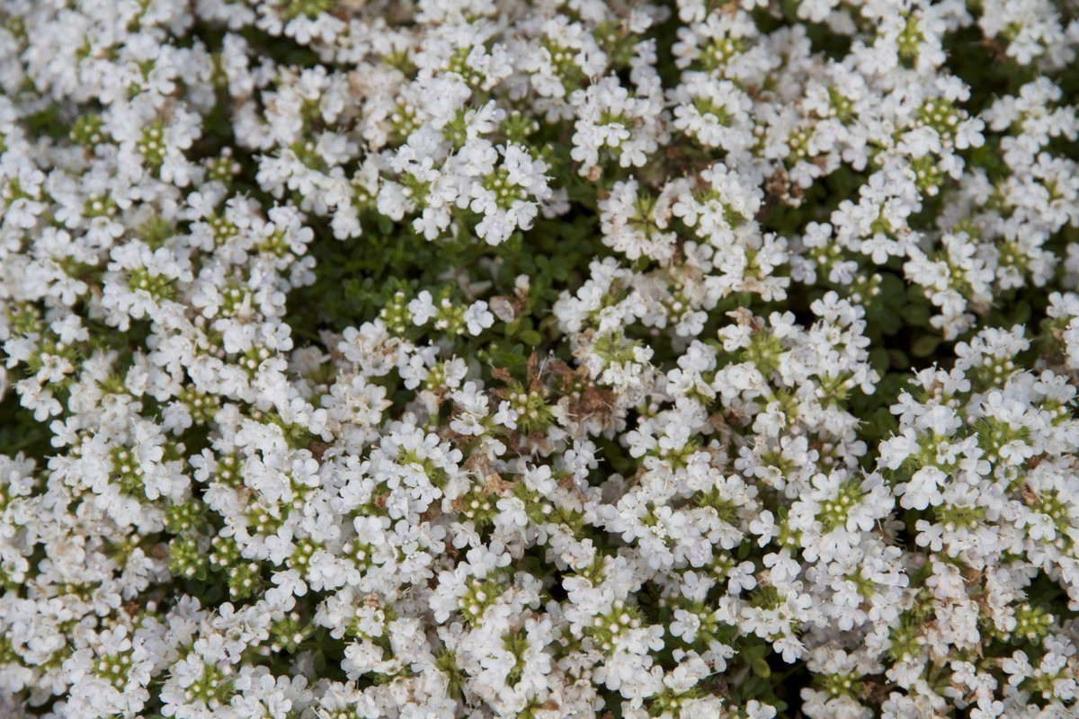 Serphyllum Snowdrift