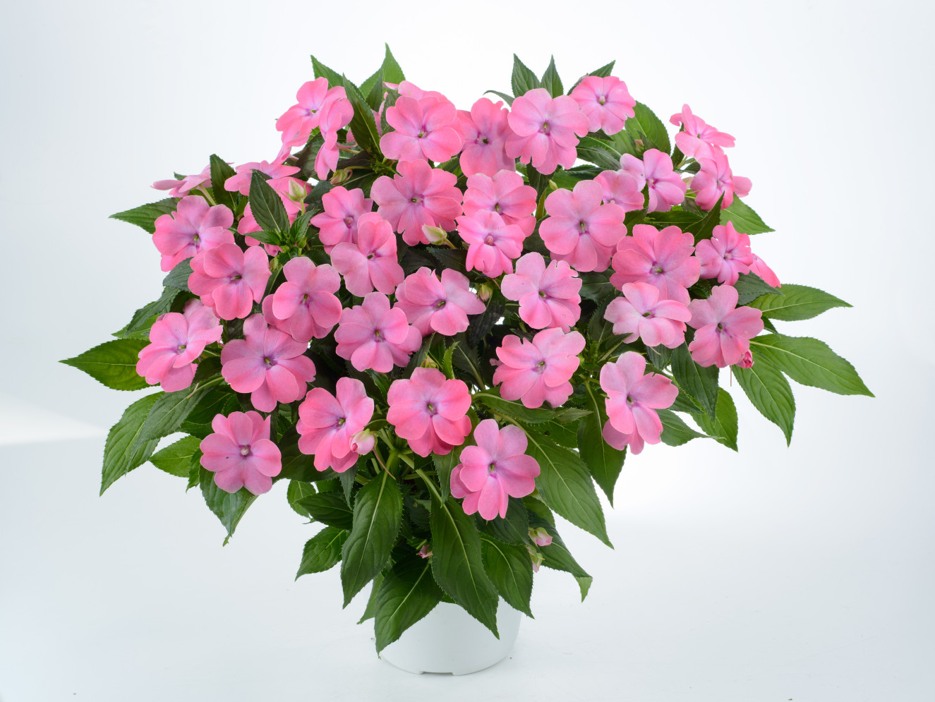 Sun Harmony™ Baby Pink-BM-12-218-954-Edit(15-16)