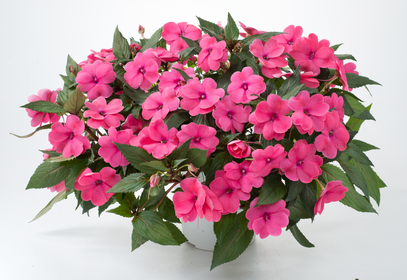 Sun Harmony™ Deep Pink- bm-12-169-dan-1342-Edit(14-15)