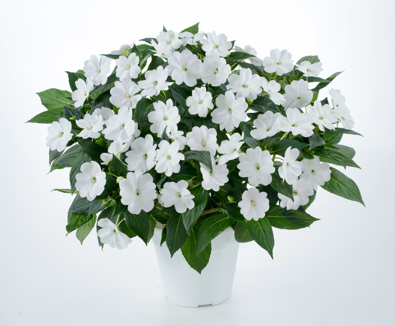 Sun Harmony™ White BM-14-490-926-Edit(15-16)