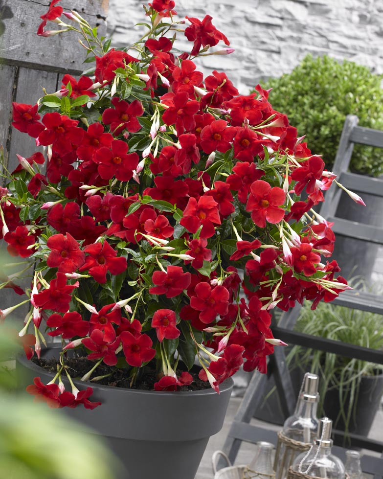 Sundaville Grand Red 2809 (4)