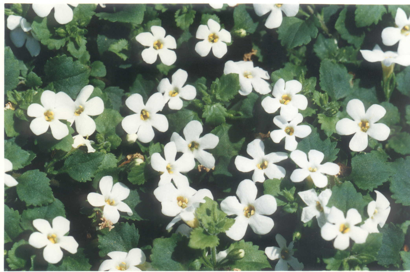 Sutera cordata Snowflake