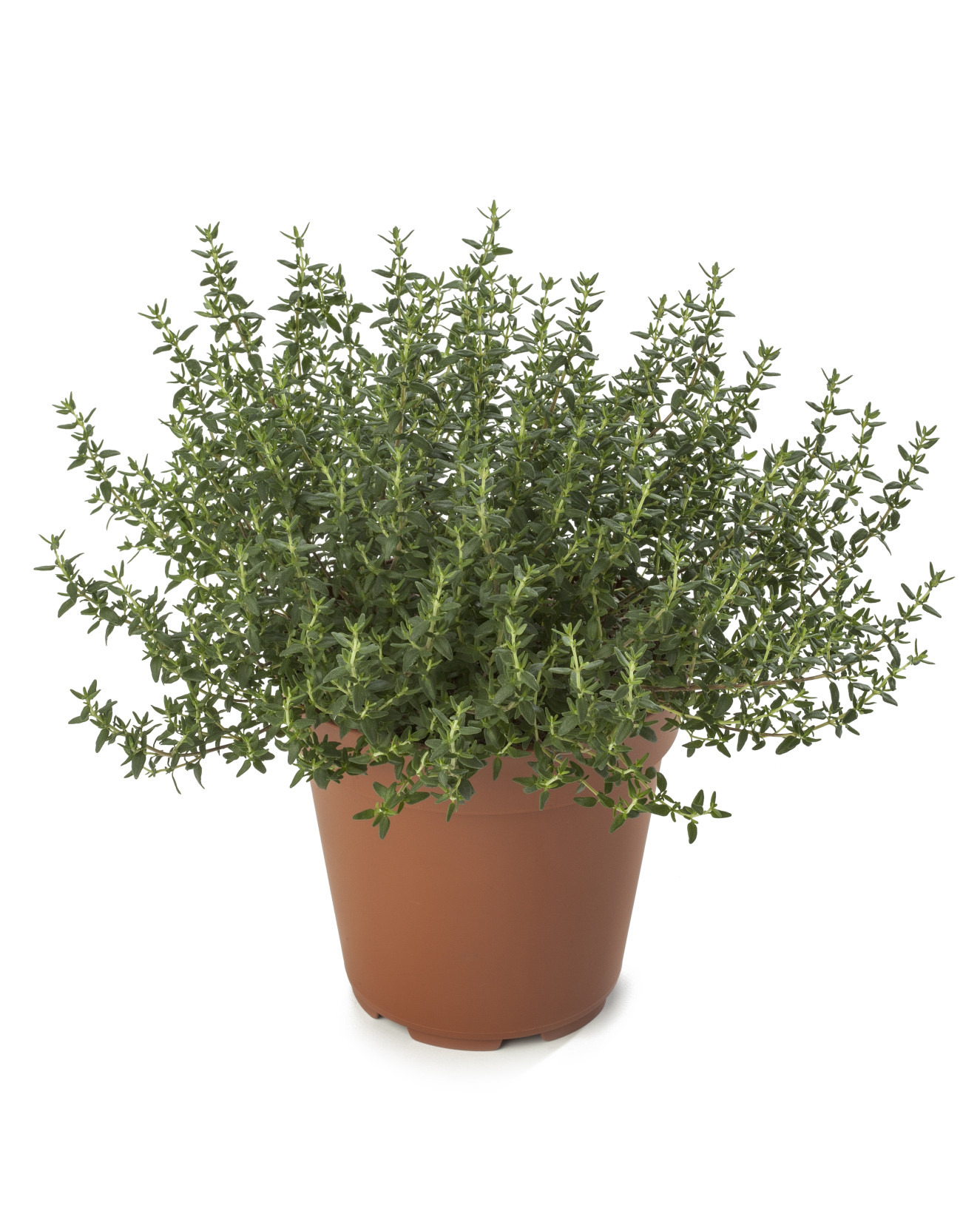 Thymus Faustinoi_LD121014-017