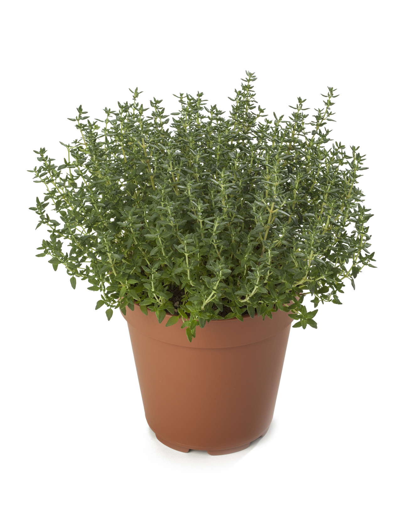 Thymus Vulgaris Compactus_LD121014-015
