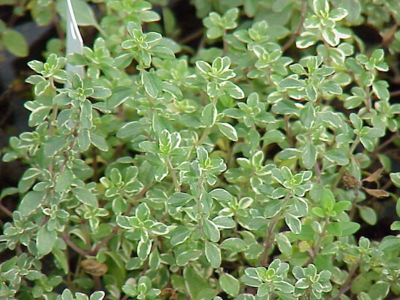 Thymus silver queen