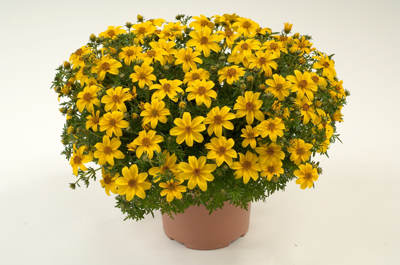 Yellow_Charm_BD-7-375_DG3809
