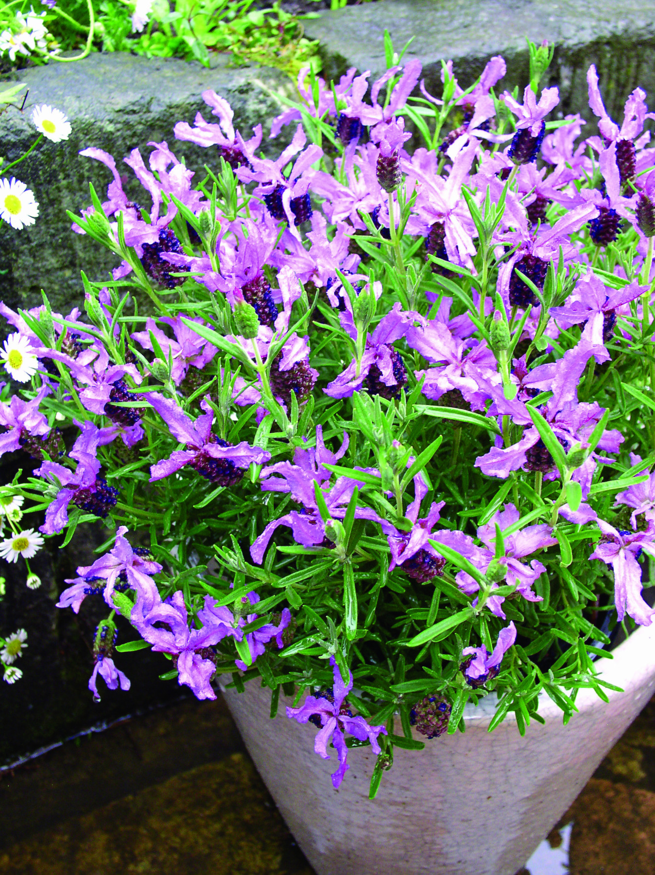 lasblue Lavandula-Blueberry Ruffles_Flower