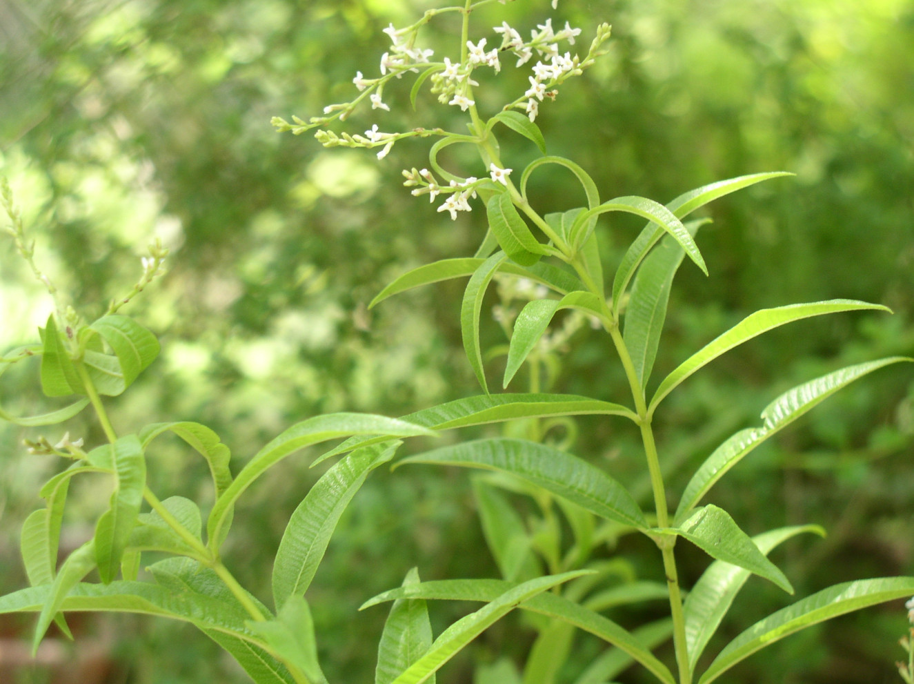 lippia citriodora
