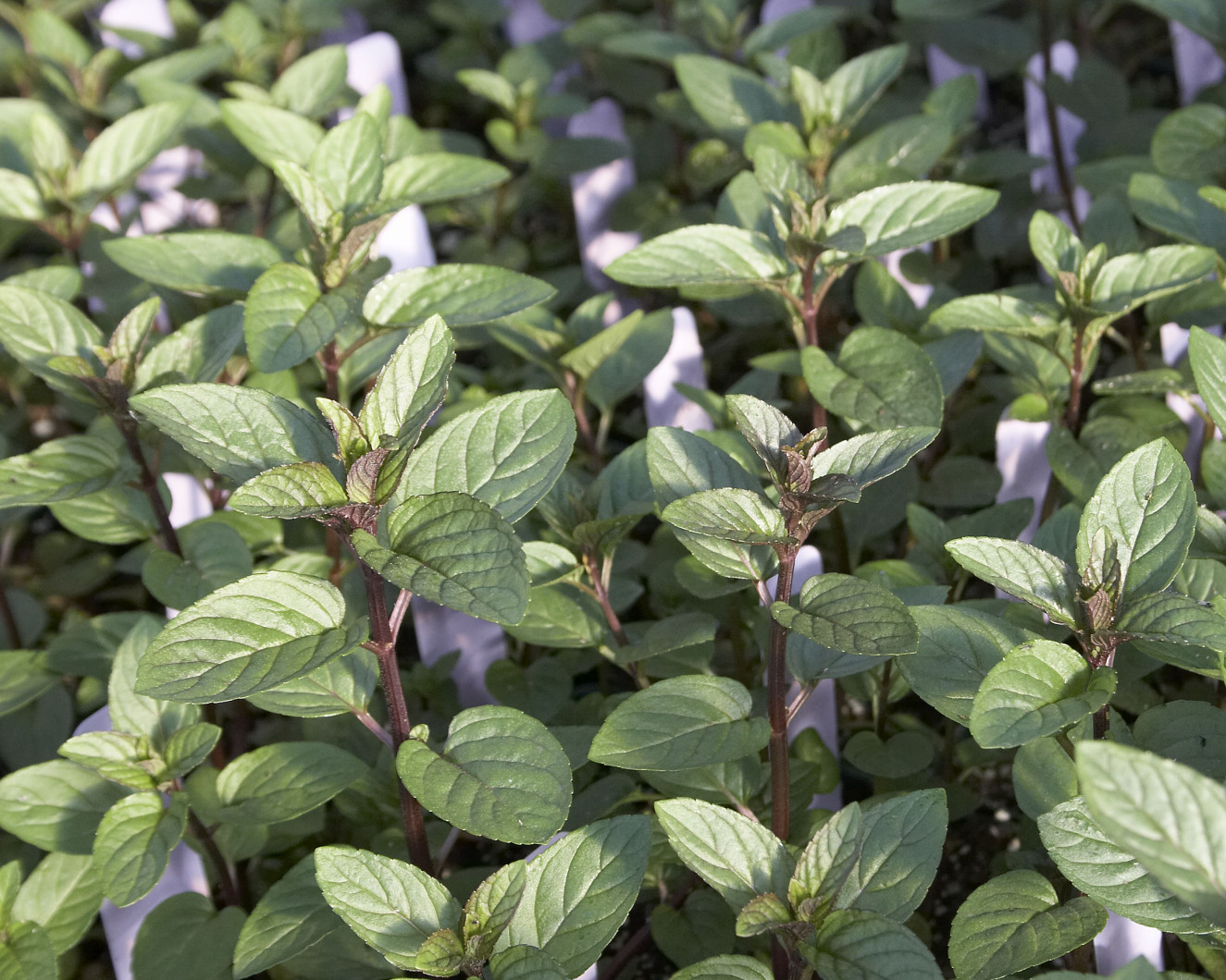 mentha chocolate