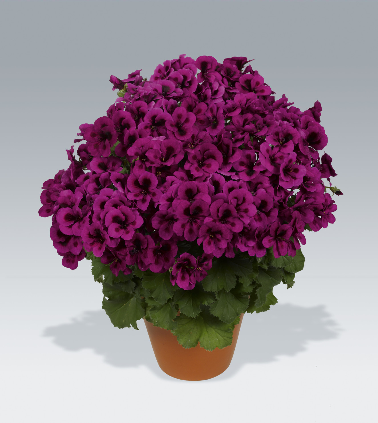 pac Candy Flower Violet